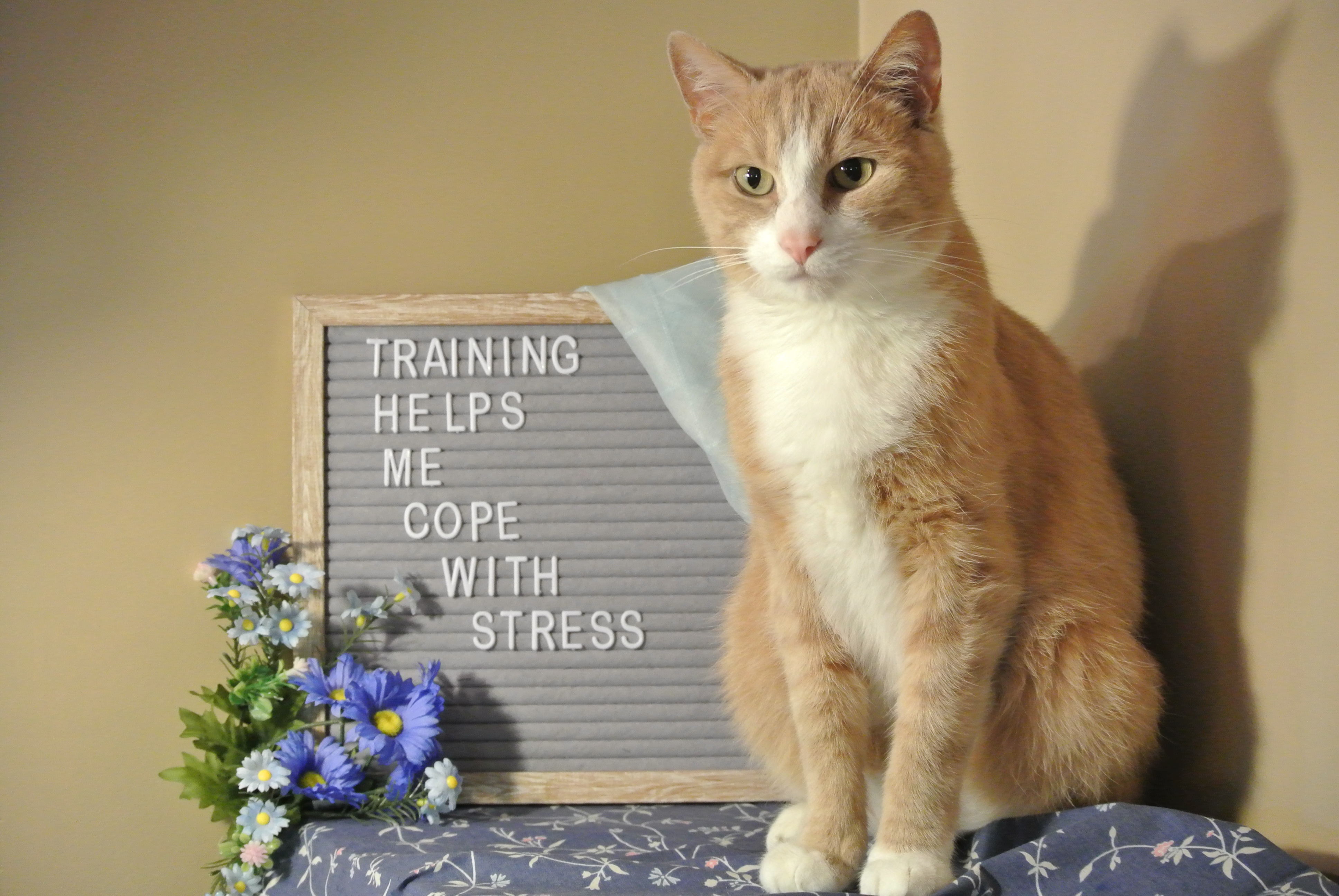 Trained Cat Stress Relief